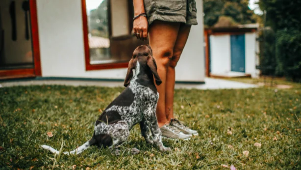 Multata perché non raccoglie i bisogni del cane